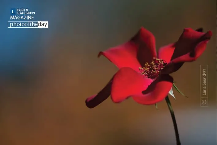 Point Reyes Rose by Laria Saunders