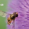 A fly on a Flower, by Lothar Seifert - Close-up Photography, Macro Photography, Nature Photography, Photo of the Day, Photography Awards