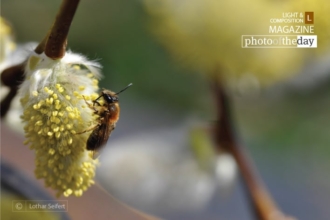 Willow Catkins by Lothar Seifert