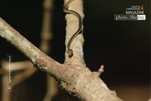 The Snake on the Branch, by Saniar Rahman Rahul - Wildlife Photography, Nature Photography, Photojournalism, Photography Awards, Art Photography