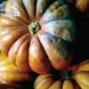 The Thought of Fall, by Sandra Frimpong - Still Life Photography, Photography Award, Photo of the Day, Online Photography Courses, Art Photography