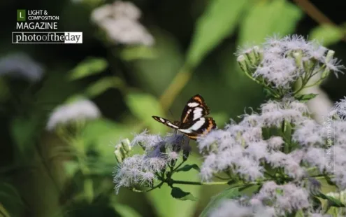 A Butterfly of Raimatang by Nirupam Roy
