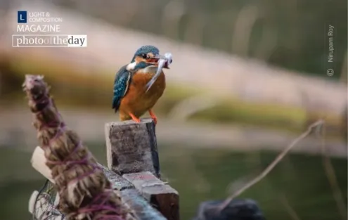 Kingfisher on the Perch by Nirupam Roy
