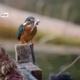 Kingfisher on the Perch, by Nirupam Roy