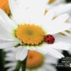 Ladybug and a Daisy, by Tisha Clinkenbeard - Close-up Photography, Photography Awards, Nature Photography, Macro Photography, Photo of the Day