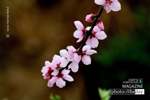 Beautifier or Nature by Saniar Rahman Rahul