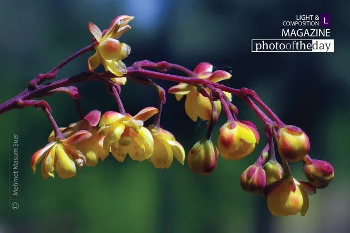 Leaning Flowers by Mehmet Masum