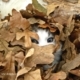 Peek-a-who? by Tisha Clinkenbeard