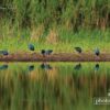 Purple Swamphen in Reflect, by Saniar Rahman Rahul - Wildlife Photography, Photojournalism, Purple Swamphen, Nature Photography, Photography Awards