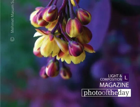 Purple and Yellow, by Mehmet Masum - Photojournalism, Photography Awards, Color Photography, Photo of the Day, Mehmet Masum