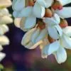 Acacia Blossom from Diyarbakir, by Mehmet Masum - Photojournalism, Nature Photography, Photography Awards, Acacia, Mehmet Masum