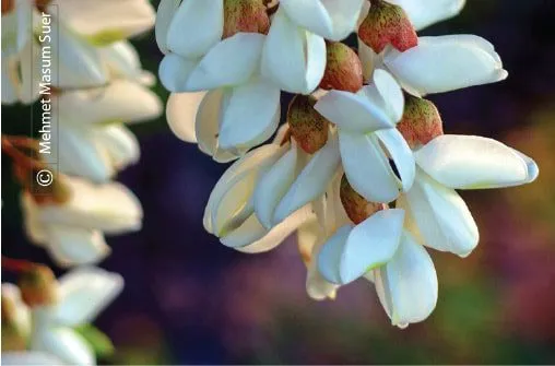 Acacia Blossom from Diyarbakir by Mehmet Masum