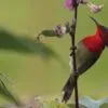 Crimson Sunbird, by Tareq Uddin Ahmed - Wildlife Photography, Bird Photography, Photo of the Day, Photography Awards, Nature Photography