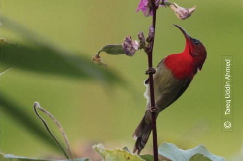 Crimson Sunbird, by Tareq Uddin Ahmed - Wildlife Photography, Bird Photography, Photo of the Day, Photography Awards, Nature Photography