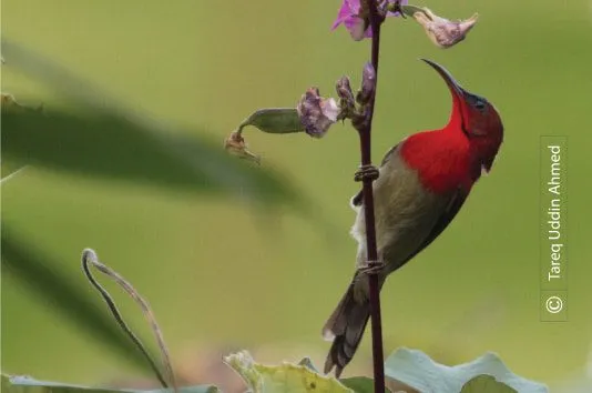 Crimson Sunbird by Tareq Uddin Ahmed