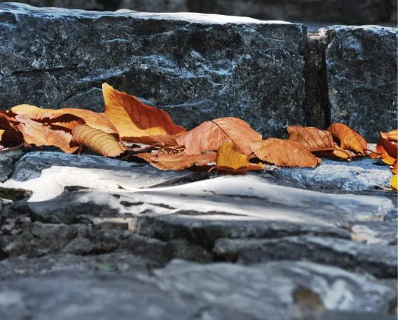 When Leaves Fall Down by Zahraa Al Hassani