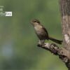 Curious Brown Shrike, by Masudur Rahman - Wildlife Photography, Photography Awards, Photo of the Day, Bird Photography, Nature Photography