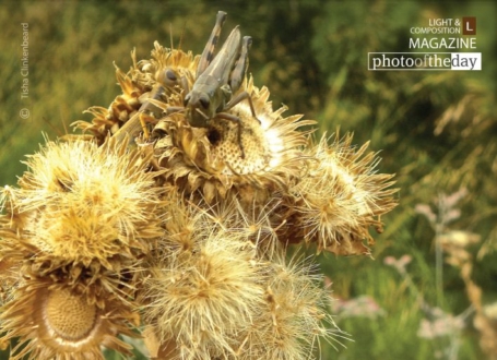 Grasshoppers Hiding, by Tisha Clinkenbeard - Close-up Photography, Nature Photography, Macro Photography, Insect Photography, Photo of the Day