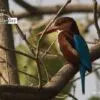Basking White-Throated Kingfisher by Masudur Rahman