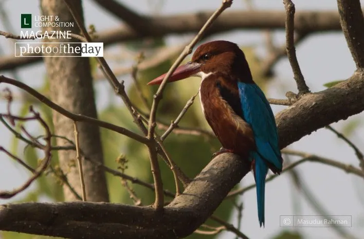 Basking White-Throated Kingfisher by Masudur Rahman
