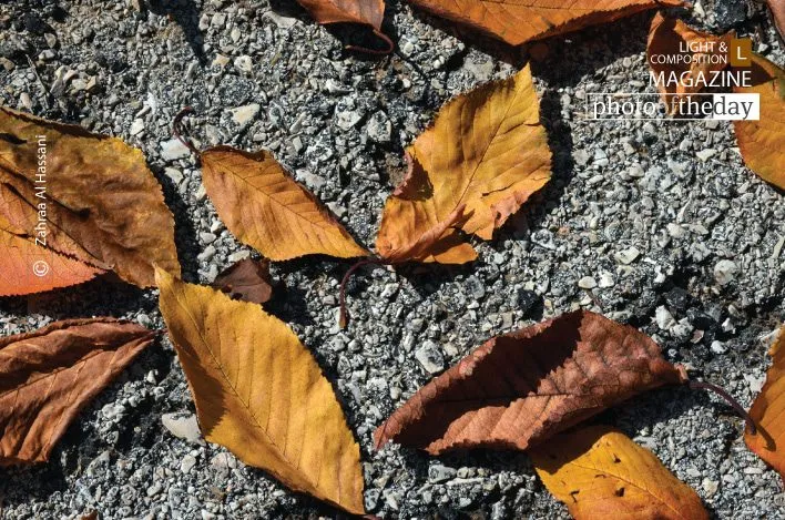 Strewn Fall Foliage by Zahraa Al Hassani