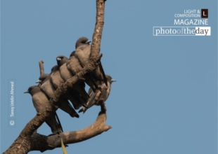 Goodfellas by Tareq Uddin Ahmed