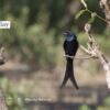 Beautiful Black Drango, by Masudur Rahman - Wildlife Photography, Black Drango, Photo of the Day, Photography Awards, Online Photography Courses