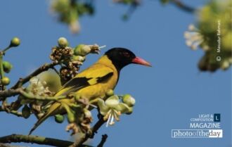Wildlife Photography, Bird Photography, Photo of the Day, Black-hooded Oriole, Photography Awards – Black-hooded Oriole, by Masudur Rahman Black-hooded Oriole, by Masudur Rahman - Wildlife Photography, Bird Photography, Photo of the Day, Black-hooded Oriole, Photography Awards