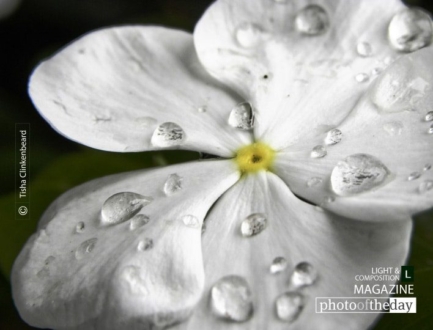 Sophistication, by Tisha Clinkenbeard - Close-up Photography, Photography Awards, Photo of the Day, Art Photography, Nature Photography