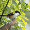 Long-tailed Shrike by Masudur Rahman