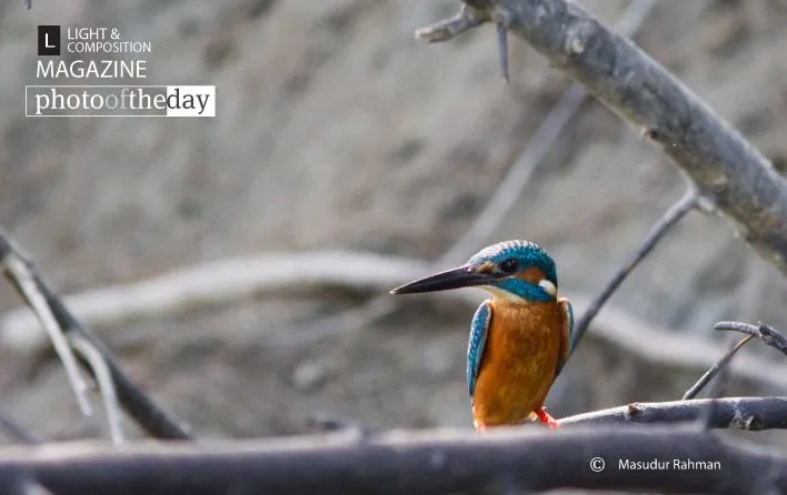 Waiting for a Catch, by Masudur Rahman - Wildlife Photography, Photography Award, Photo of the Day, Bird Photography, Nature Photography