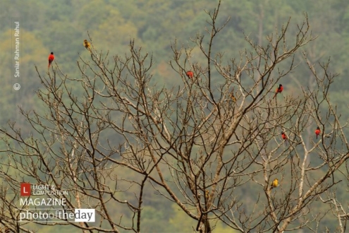 Birds and Trees, by Saniar Rahman Rahul - Nature Photography, Photography Awards, Photo of the Day, Wildlife Photography, Art Photography
