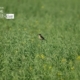 Alone, by Nirupam Roy