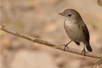 The Taiga Flycatcher by Masudur Rahman