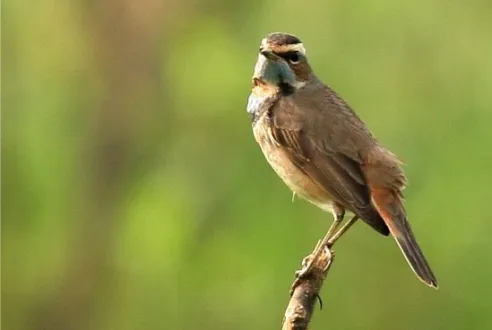 The Bluethroat by Saniar Rahman Rahul