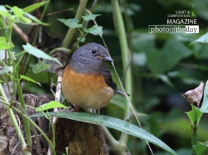 The White-rumped Shama by Tareq Uddin Ahmed