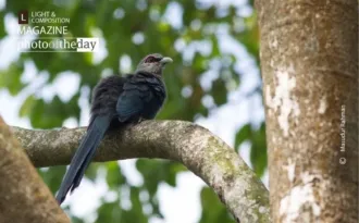 The Green-billed Malkoha by Masudur Rahman
