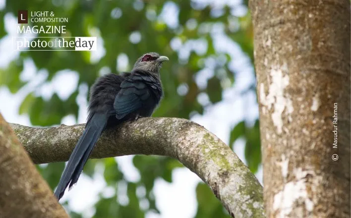 The Green-billed Malkoha by Masudur Rahman
