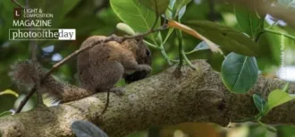 Irrawaddy Squirrel by Masudur Rahman