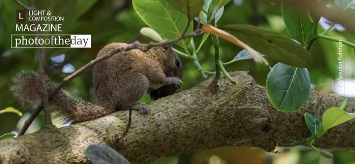 Irrawaddy Squirrel by Masudur Rahman