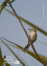 The Plain Prinia by Tareq Uddin Ahmed