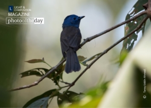 The Black-naped Monarch by Tareq Uddin Ahmed