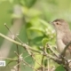 The White-browed, by Masudur Rahman