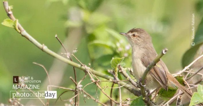 The White-browed by Masudur Rahman