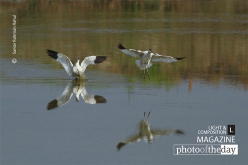 Pied Avocet, by Saniar Rahman Rahul - Pied Avocet, Wildlife Photography, Bird Photography, Photo of the Day, Photography Awards
