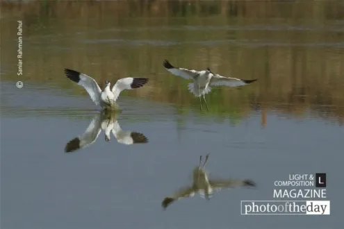 Pied Avocet by Saniar Rahman Rahul