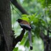 The Rufous Treepie by Masudur Rahman