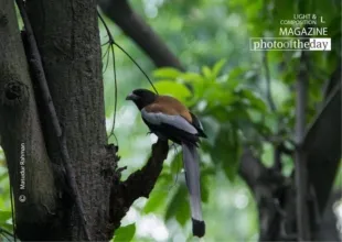 The Rufous Treepie by Masudur Rahman