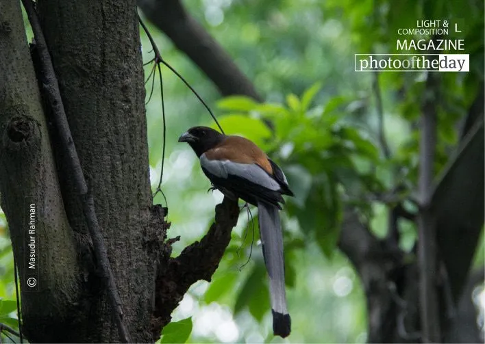 The Rufous Treepie by Masudur Rahman
