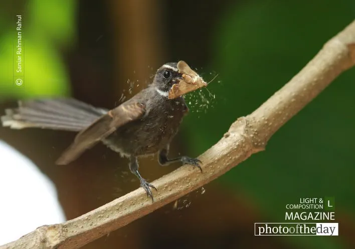 The White Throated Fantail by Saniar Rahman Rahul